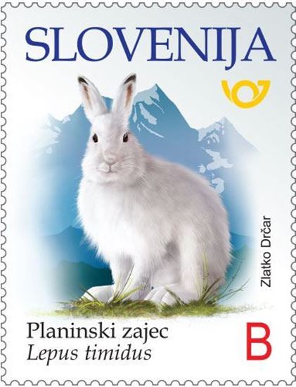 Planinski zajec