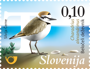 Picture of Kentish Plover