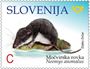 Picture of Mediterranean water shrew