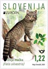 EUROPA - divja mačka
