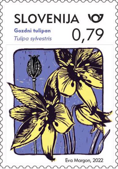 Rastlinstvo - gozdni tulipan