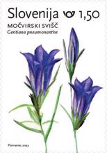 Rastlinstvo - močvirski svišč