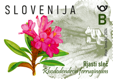 Rastlinstvo - rjasti sleč