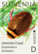 EUROPA - PODVODNA FAVNA IN FLORA: ovratniški plavač