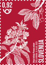 Rastlinstvo - samonikle medovite rastline: divja češnja