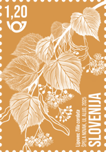 Rastlinstvo - samonikle medovite rastline: lipovec