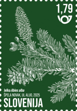Rastlinstvo - samonikle medovite rastline: jelka