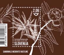 Rastlinstvo - samonikle medovite rastline: pravi kostanj 