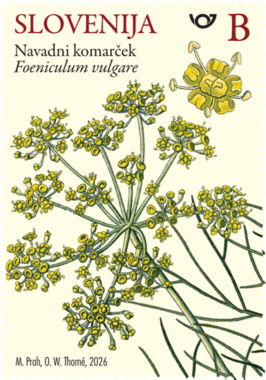 Rastlinstvo - navadni komarček