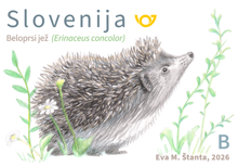 Živalstvo - Beloprsi jež - B