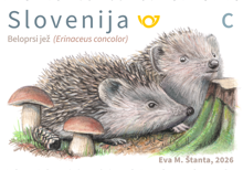 Živalstvo - Beloprski jež - C
