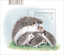 Živalstvo - Beloprsi jež - D - blok